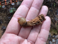 Calostoma ravenelii