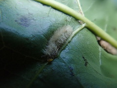 Macrodiplosis niveipila