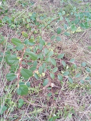 Cotoneaster franchetii