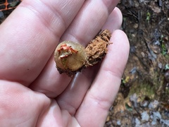 Calostoma ravenelii