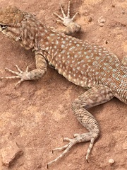 Uta stansburiana uniformis