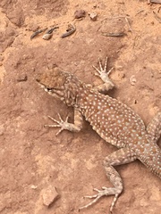 Uta stansburiana uniformis