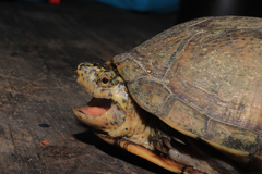 Kinosternon integrum