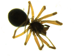 Agyneta rurestris