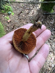 Cortinarius semisanguineus