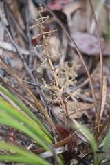 Lomandra decomposita