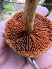 Cortinarius semisanguineus