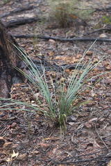 Lomandra decomposita