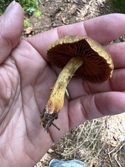 Cortinarius semisanguineus