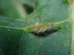 Macrodiplosis niveipila