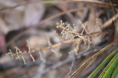 Lomandra decomposita