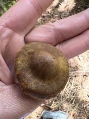 Cortinarius semisanguineus