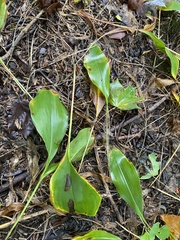 Convallaria