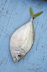 Chloroscombrus chrysurus