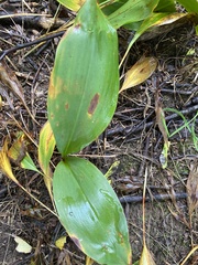 Convallaria