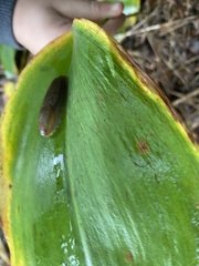 Convallaria