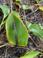 Convallaria