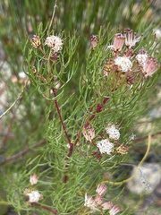 Serruria fasciflora