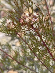 Serruria fasciflora