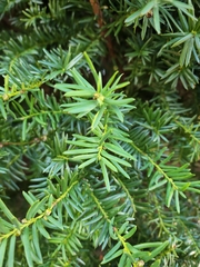 Taxus cuspidata