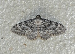 Zenophleps obscurata
