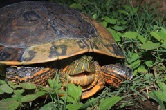 Trachemys ornata
