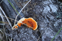 Gloeophyllum sepiarium