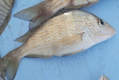 Orthopristis chrysoptera