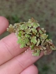 Azolla rubra