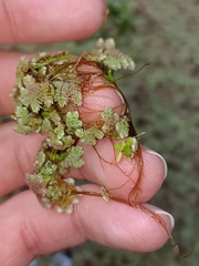 Azolla rubra
