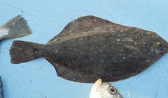 Paralichthys