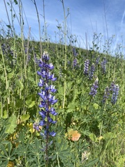 Lupinus