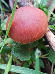 Tubaria rufofulva