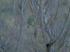 Cyclarhis gujanensis