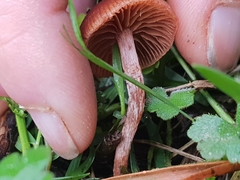 Tubaria rufofulva