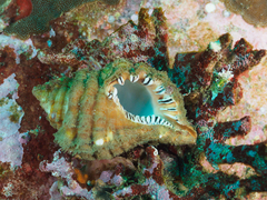 Monoplex parthenopeus