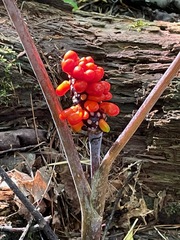 Arisaema triphyllum