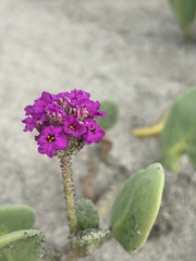 Abronia maritima