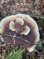 Hydnellum aurantiacum