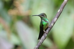 Heliodoxa leadbeateri