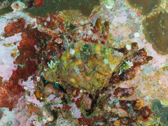 Monoplex parthenopeus