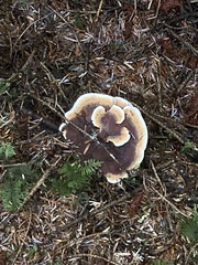 Hydnellum aurantiacum