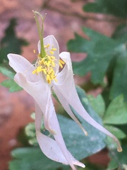Aquilegia micrantha