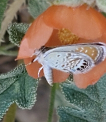 Brephidium exilis