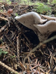 Hydnellum aurantiacum