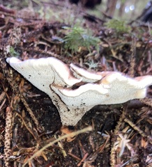 Hydnellum aurantiacum