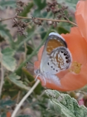 Brephidium exilis