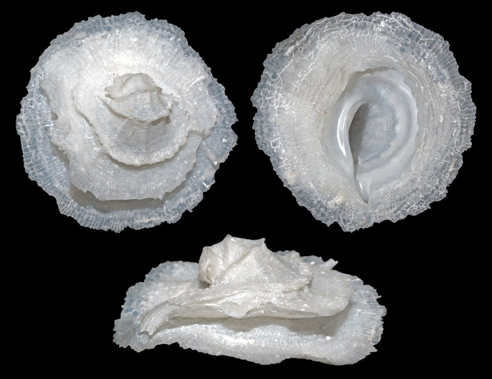 Coralliophila fimbriata