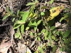 Sida hackettiana