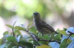 Setophaga coronata auduboni